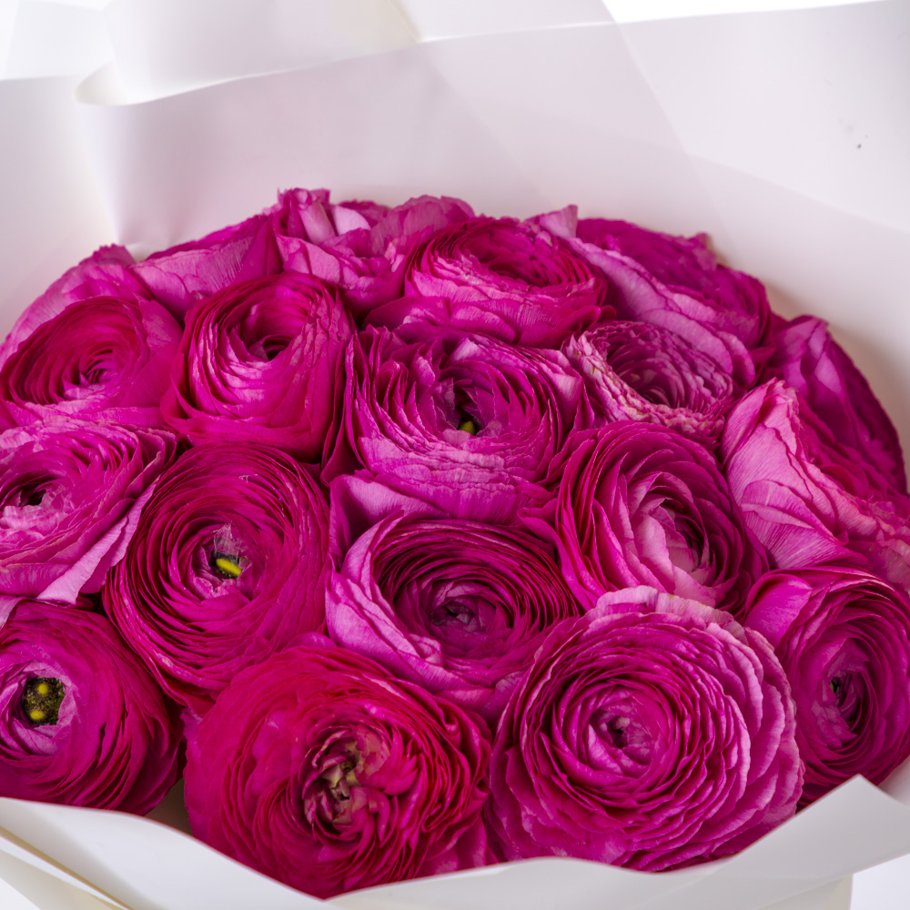 Букет из 19 малиновых ранункулюсов